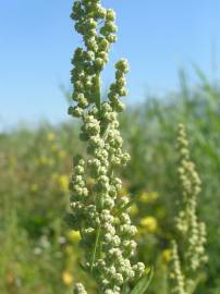 Fotografia da espécie Artemisia vulgaris