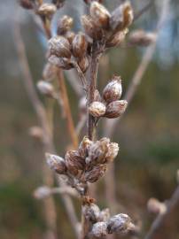 Fotografia da espécie Artemisia vulgaris