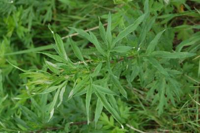 Fotografia da espécie Artemisia vulgaris