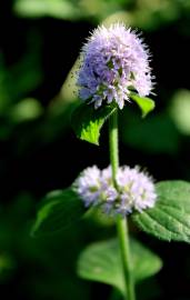 Fotografia da espécie Mentha arvensis