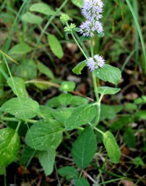 Fotografia 4 da espécie Mentha arvensis no Jardim Botânico UTAD