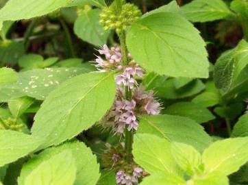 Fotografia da espécie Mentha arvensis
