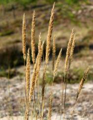 Ammophila arenaria subesp. arundinacea