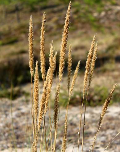 Fotografia de capa Ammophila arenaria subesp. arundinacea - do Jardim Botânico