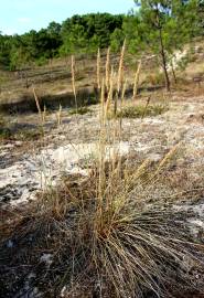 Fotografia da espécie Ammophila arenaria subesp. arundinacea