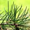 Fotografia 5 da espécie Cedrus deodara do Jardim Botânico UTAD