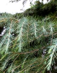 Cedrus deodara