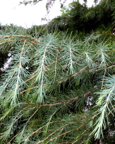 Fotografia de capa Cedrus deodara - do Jardim Botânico