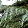 Fotografia 1 da espécie Cedrus deodara do Jardim Botânico UTAD