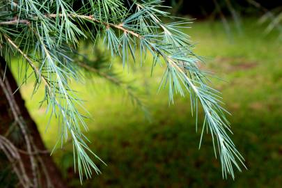 Fotografia da espécie Cedrus deodara