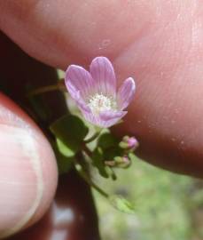 Fotografia da espécie Anagallis tenella