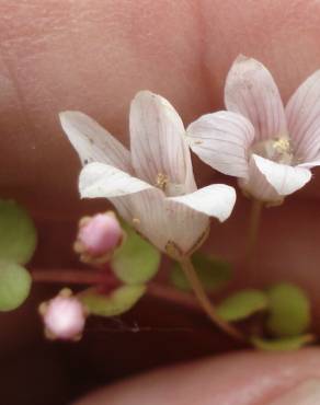 Fotografia 6 da espécie Anagallis tenella no Jardim Botânico UTAD