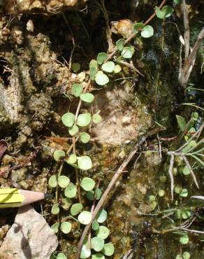 Fotografia 7 da espécie Anagallis tenella no Jardim Botânico UTAD