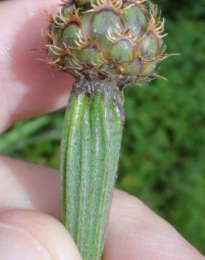 Fotografia 6 da espécie Cheirolophus uliginosus no Jardim Botânico UTAD
