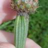 Fotografia 6 da espécie Cheirolophus uliginosus do Jardim Botânico UTAD