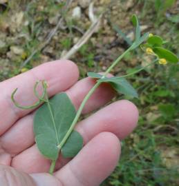 Fotografia da espécie Coronilla scorpioides