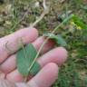 Fotografia 3 da espécie Coronilla scorpioides do Jardim Botânico UTAD