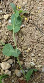 Fotografia da espécie Coronilla scorpioides