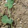 Fotografia 4 da espécie Coronilla scorpioides do Jardim Botânico UTAD