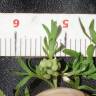 Fotografia 3 da espécie Lepidium didymum do Jardim Botânico UTAD