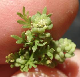 Fotografia da espécie Lepidium didymum