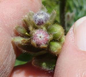 Fotografia da espécie Cynoglossum clandestinum