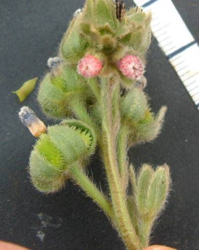 Fotografia de capa Cynoglossum clandestinum - do Jardim Botânico