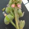 Fotografia 1 da espécie Cynoglossum clandestinum do Jardim Botânico UTAD