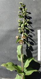 Fotografia da espécie Epipactis helleborine