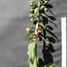 Fotografia 3 da espécie Epipactis helleborine do Jardim Botânico UTAD