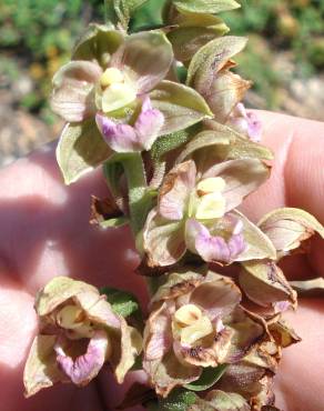 Fotografia 5 da espécie Epipactis helleborine no Jardim Botânico UTAD