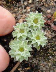 Evax pygmaea subesp. pygmaea
