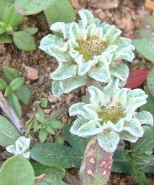 Fotografia da espécie Evax pygmaea subesp. pygmaea