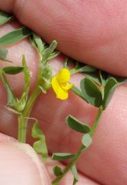 Fotografia da espécie Hippocrepis biflora