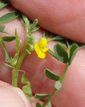 Fotografia 1 da espécie Hippocrepis biflora no Jardim Botânico UTAD