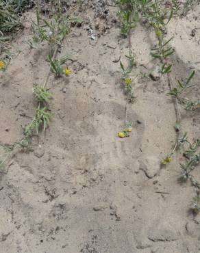 Fotografia 3 da espécie Hymenocarpos hamosus no Jardim Botânico UTAD