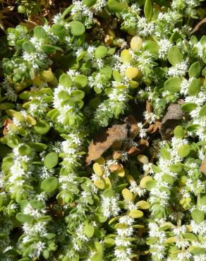 Fotografia 1 da espécie Illecebrum verticillatum no Jardim Botânico UTAD