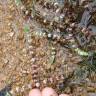 Fotografia 9 da espécie Illecebrum verticillatum do Jardim Botânico UTAD