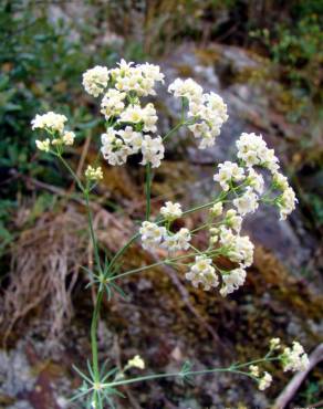 Fotografia 3 da espécie Galium glaucum subesp. australe no Jardim Botânico UTAD