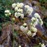 Fotografia 3 da espécie Galium glaucum subesp. australe do Jardim Botânico UTAD