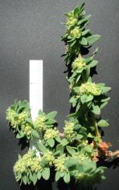 Fotografia da espécie Paronychia echinulata