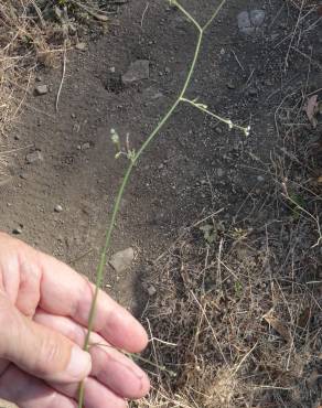 Fotografia 5 da espécie Petroselinum segetum no Jardim Botânico UTAD