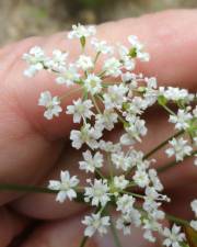 Fotografia da espécie Physospermum cornubiense