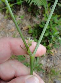 Fotografia da espécie Physospermum cornubiense