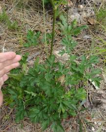 Fotografia da espécie Physospermum cornubiense