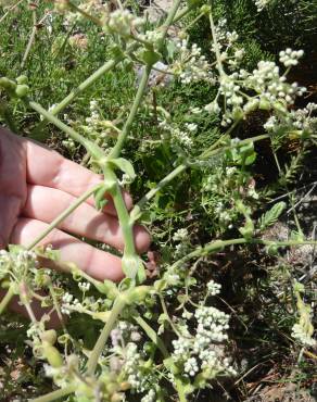 Fotografia 7 da espécie Pimpinella villosa no Jardim Botânico UTAD