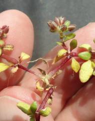 Polycarpon alsinifolium