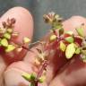 Fotografia 1 da espécie Polycarpon alsinifolium do Jardim Botânico UTAD