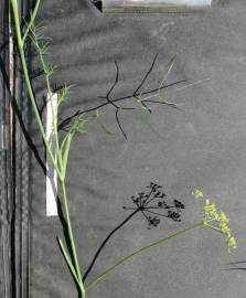Fotografia da espécie Ridolfia segetum