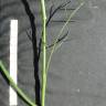 Fotografia 8 da espécie Ridolfia segetum do Jardim Botânico UTAD